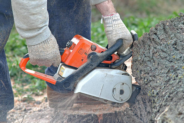 Tree and Shrub Care in Reserve, LA