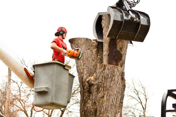 Professional Tree Services in Reserve, LA